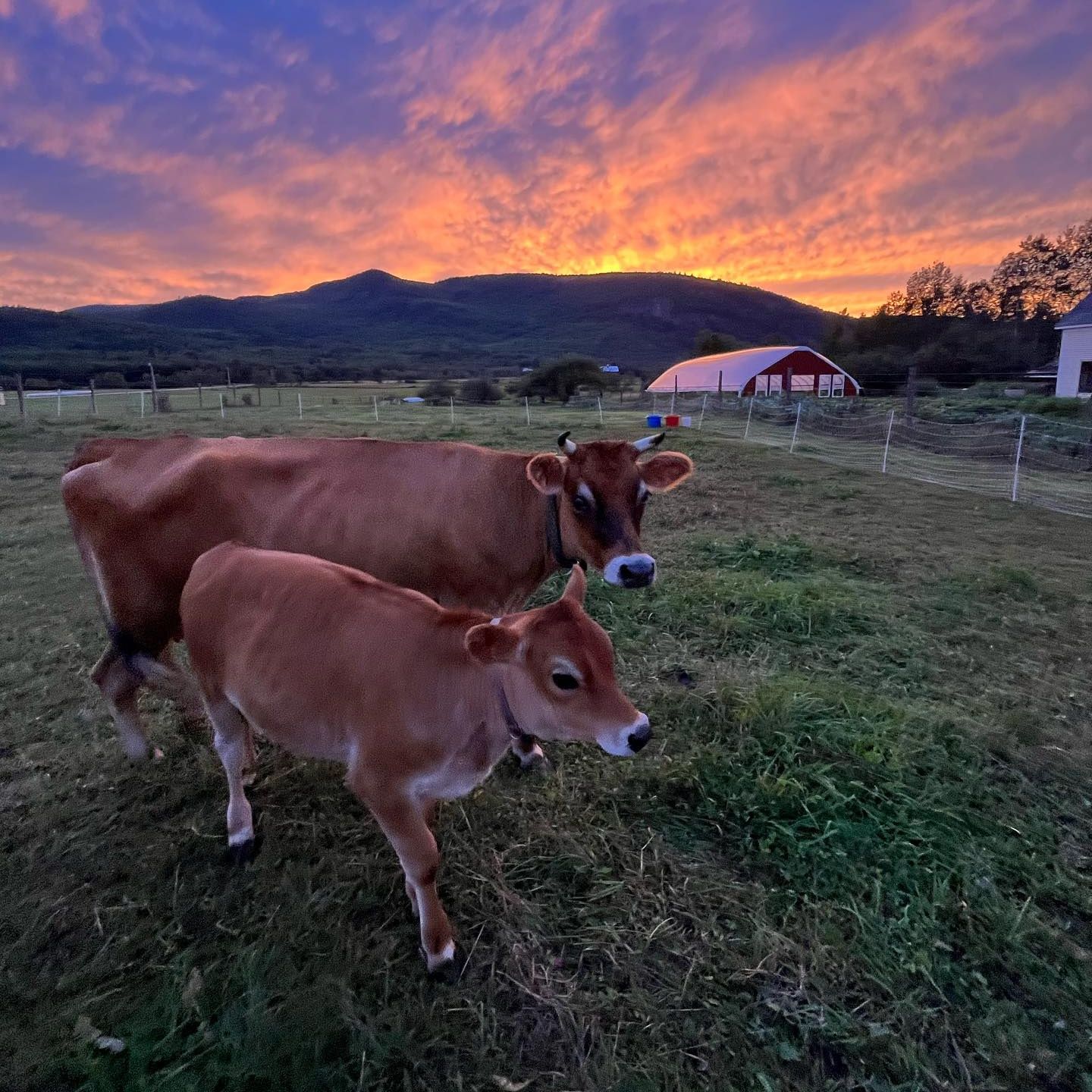 Morning Glory Farm, ME